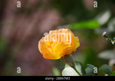 a yellow rose flower bloom on plant in day, rose flower in nature Stock Photo