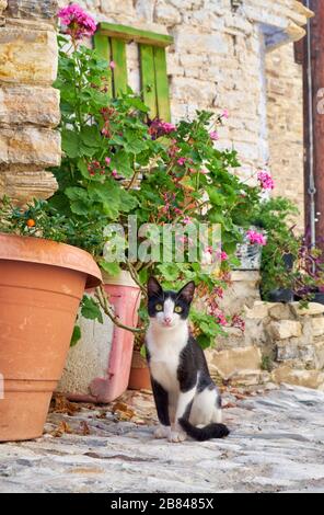 The black and white cat sits by the flowerpot with blooming geranium on the stone paved street of Pano Lefkara village. Cyprus Stock Photo