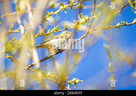 Dusky Warbler (Phylloscopus fuscatus) on a tree Stock Photo