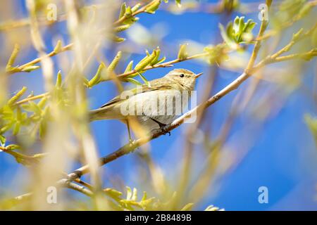 Dusky Warbler (Phylloscopus fuscatus) on a tree Stock Photo