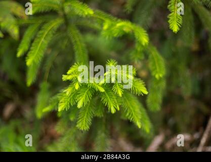 Green nature abstract blurred in tropical forest Stock Photo