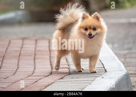 German store spitz pomeranian