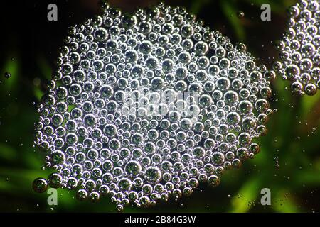Very interesting phenomenon. Water in tundra filled with wonderful air balloons - North colony of Nostoc cyanobacteria. Window into world of ultra mac Stock Photo