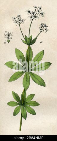 sweetscented bedstraw Galium odoratum,  (botany book, 1879) Stock Photo
