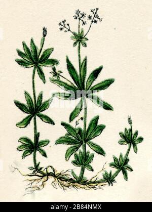 sweetscented bedstraw Galium odoratum,  (botany book, 1886) Stock Photo