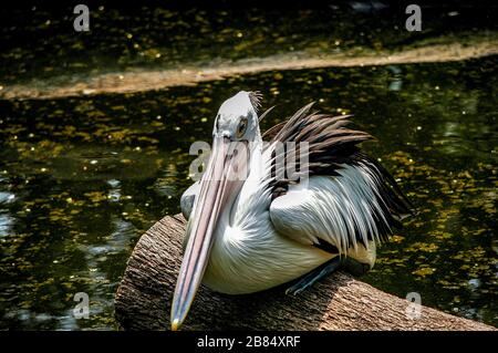 Pelican in lake Stock Photo