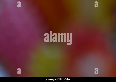 colorful background soft multi color style abstract blurred pink red yellow gold green, rainbow bright smooth pastel color gradient, watercolor spot c Stock Photo