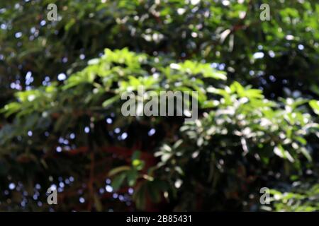 Blurred bokeh tree forest green dark for background nature, Soft Jungle background Stock Photo