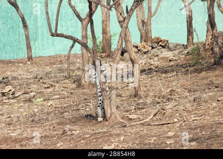 Leopard sitting on tree branch in Forest I Leopard relaxing on tree in summer season of Gir forest, Gujarat, India Stock Photo