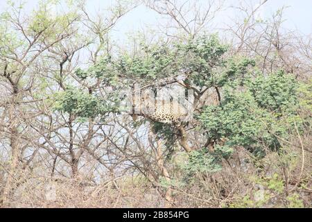 Leopard sitting on tree branch in Forest I Leopard relaxing on tree in summer season of Gir forest, Gujarat, India Stock Photo