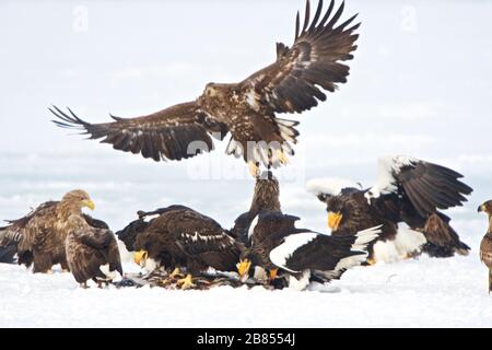 Steller's eagles and White-tailed eagles fighting for food in Lake Furen, Hokkaido, Japan Stock Photo