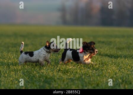 Two cute  litte Jack Russell Terrier dogs run together across a green meadow and play and fight with a big branch. Stock Photo