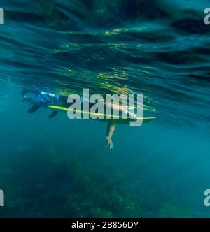 Surfer, underwater view, Bali, Indonesia Stock Photo