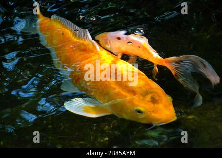 Two Koi carps in a pond Stock Photo