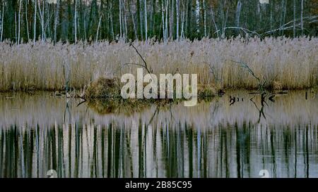 Trees and reeds reflecting in the pond water Stock Photo