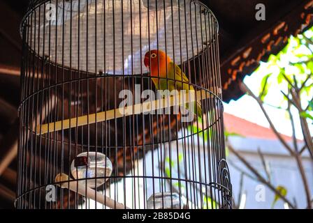 A Lovebird In A Cage Stock Photo Alamy