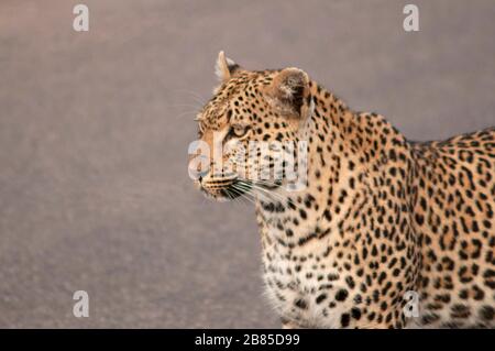 Leopard Panthera pardus, Kruger National Park, South Africa Stock Photo