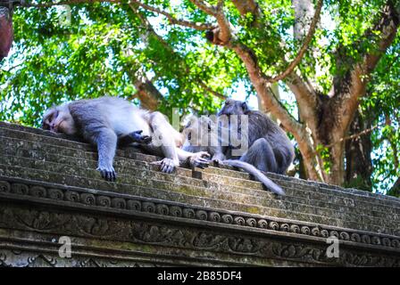 Balinese long-tailed monkeys resting on a wall Stock Photo