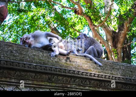Balinese long-tailed monkeys resting on a wall Stock Photo