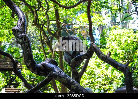 A Balinese long-tailed monkey sitting on a tree branch Stock Photo