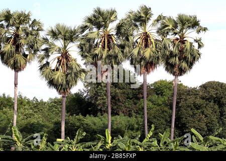 Sugar palm plantation tree, Row of sugarcane, Big tree landscape palm in forest green Stock Photo