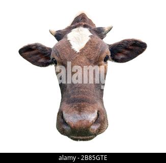 a funny cow with a big head Stock Photo - Alamy