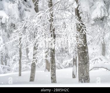 Trees covered with ice and now on Mt Zao  Japan. Stock Photo