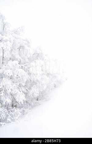 Trees covered with ice and now on Mt Zao  Japan. Stock Photo