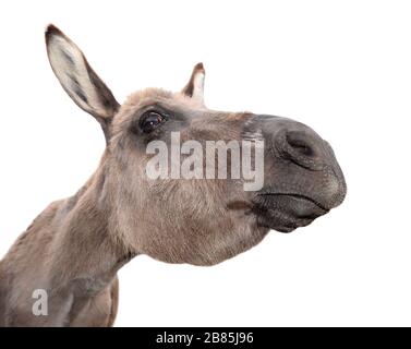 Donkey head isolated on white background. Funny donkey portait close up. Farm animal. Stock Photo