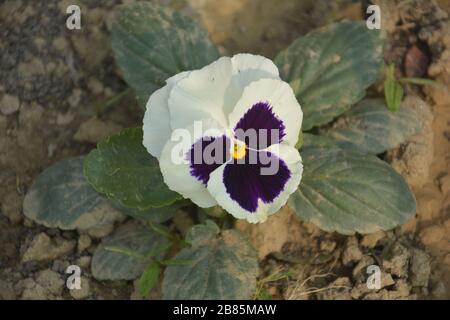 Close up of a Pansy butterfly flower also known as wild pansy scientific name viola tricolor var. hortensis growing in Indian garden in west Bengal Stock Photo