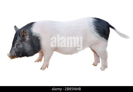 Funny spotted vietnamese piglet isolated on white. Pot-bellied young pig full length isolated on white background. Farm animals. Stock Photo