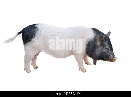 Funny spotted vietnamese piglet isolated on white. Pot-bellied young pig full length isolated on white background. Farm animals. Stock Photo