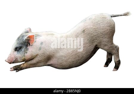 Funny spotted vietnamese piglet isolated on white. Pot-bellied young pig full length isolated on white background. Farm animals. Stock Photo