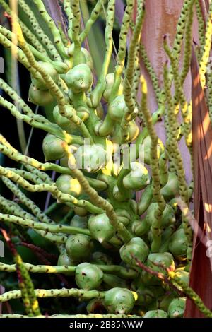 Young coconut on the palm tree, Coconut flower on plant freshness brunch Stock Photo