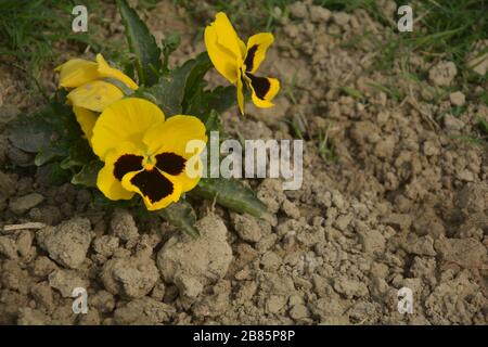 Close up of a Pansy butterfly flower also known as wild pansy scientific name viola tricolor var. hortensis growing in Indian garden in west Bengal Stock Photo