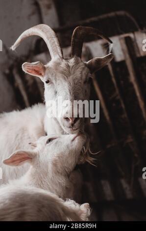 Domestic goat and cute baby goats in a cote. Adult and young goats in the barn. Mother and baby goats. Stock Photo