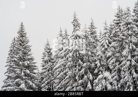 the tops of snow-covered fir trees in the forest Stock Photo