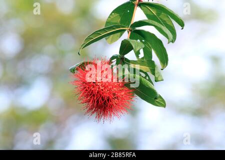 Combretum Constrictum (Latin name), Finger Lies flower, Exotic Spiky Red Flower, Powderpuff combretum flower Stock Photo