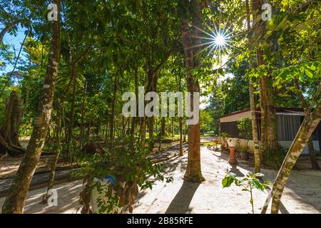Sun Streaming Through Lush Trees In The Jungles of Suriname Stock Photo
