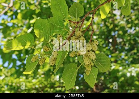 branch with leaves and fruits of white mulberry Stock Photo