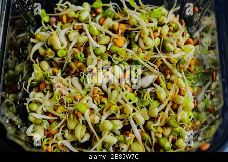 sprouted beans, flax, sunflower in plastic box. vegan, raw food diet. Stock Photo