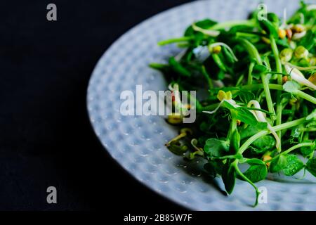 close up of green sprouts of peas on a plate. baby vegetables. Raw sprouts, microgreens, healthy eating concept. Stock Photo