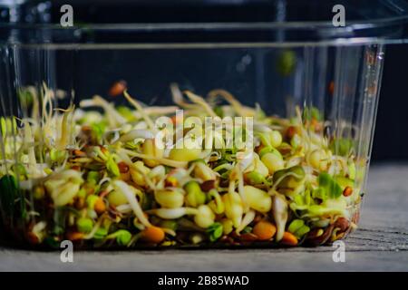 sprouted beans, flax, sunflower in plastic box. vegan, raw food diet. Stock Photo