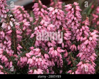 A close up of the deep flowers of Erica erigena 'Irish Dusk Stock Photo