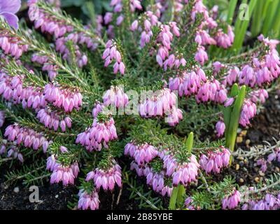 A close up of a plant of Erica carnea December Red growing on a container with bulbs Stock Photo