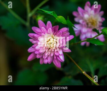 Pink Chrysanthemum flower blooming in garden and green leaves on background. Stock Photo
