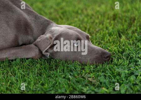 Weimaraner grey hunting dog lying on the green lawn. Close portrait. Stock Photo