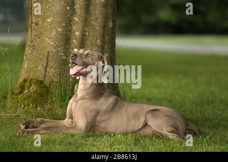 Happy weimaraner dog lying in the park near tree and panting. Stock Photo