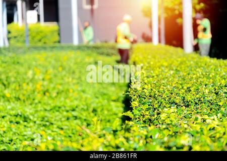 Gardener concept. The gardener is cutting the bushes in the garden. The front is a beautiful bush with a garden background. Stock Photo