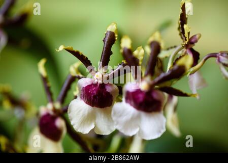 Rare Orchid, Close-up, Macro Stock Photo